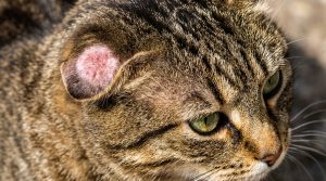 Comment traiter efficacement la teigne chez le chat